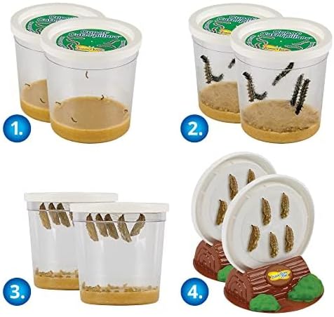 Insect Lore Live Butterfly Garden Growing Kit - 10 Live Baby Painted Lady Caterpillars - Dome Observation Habitat - Grow, Raise and Release Painted Lady Butterflies from The USA