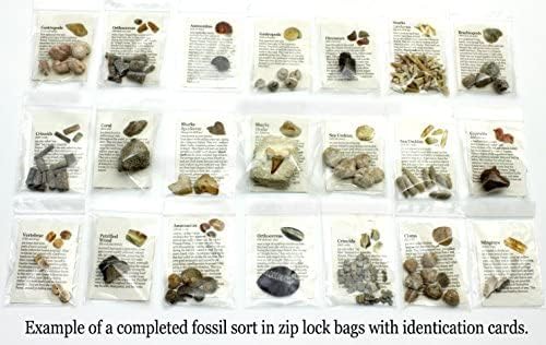 DANCING BEAR Fossil Collection Sorting Activity Kit with Over 100 Pcs (More Than 20 Different Fossil Varieties!), Educational ID Sheet, Color ID Cards, Bags, Magnifying Glass, and Shark Teeth