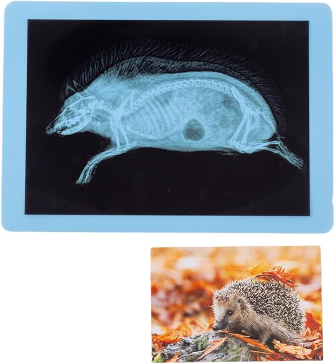 20 Pcs Animal Xrays and Picture Cards - Guess Who I Am ? - Educational Science Kit for Kids, Explore The Fascinating World of Animal Skeletons