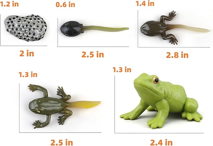 Montessori Frog Life Cycle with Flash Cards, Plastic Insects Tadpole to Frog Kit Toy, Realistic Animal Figurines