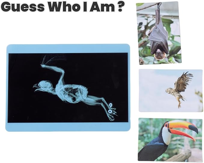 20 Pcs Animal Xrays and Picture Cards - Guess Who I Am ? - Educational Science Kit for Kids, Explore The Fascinating World of Animal Skeletons