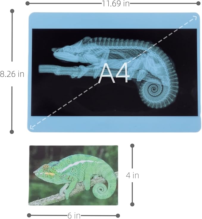 20 Pcs Animal Xrays and Picture Cards - Guess Who I Am ? - Educational Science Kit for Kids, Explore The Fascinating World of Animal Skeletons