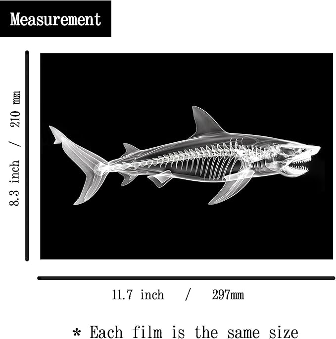 Animal X-Ray Set, Educational Science Kit, Light Table Accessory for Children (Sea Animals)