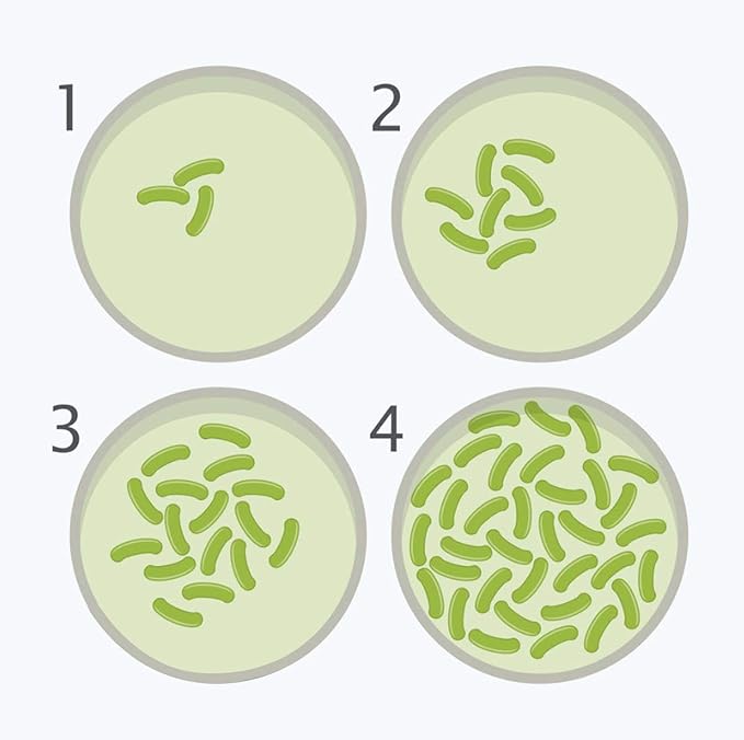 Bacteria Science Kit Petri Dishes with Agar and Swabs | Top Science Fair Project Bacteria Growing Kit | Prepoured LB-Agar Plates and Cotton Swabs | STEM for Kids Aged 6 7 8 9 10 Girls Boys Gifts