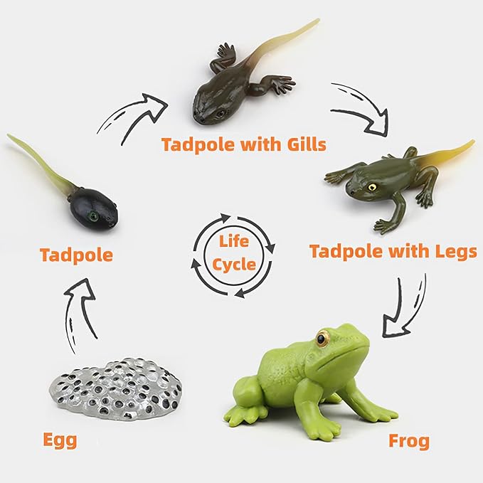 Montessori Frog Life Cycle with Flash Cards, Plastic Insects Tadpole to Frog Kit Toy, Realistic Animal Figurines