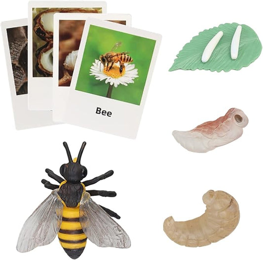Montessori Bee Life Cycle with Flash Cards, Realistic Animal Figurines Toy, Animal Educational Matching Game for 3+ Year Old Toddlers Kids (Bee)