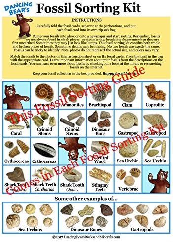 DANCING BEAR Fossil Collection Sorting Activity Kit with Over 100 Pcs (More Than 20 Different Fossil Varieties!), Educational ID Sheet, Color ID Cards, Bags, Magnifying Glass, and Shark Teeth