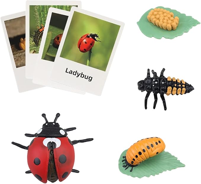 Montessori Life Cycle Animal Figures with Flash Cards, Realistic Animal Figurines Toy, Educational Matching Game for 3+ Year Old Toddlers Kids (Ladybug)