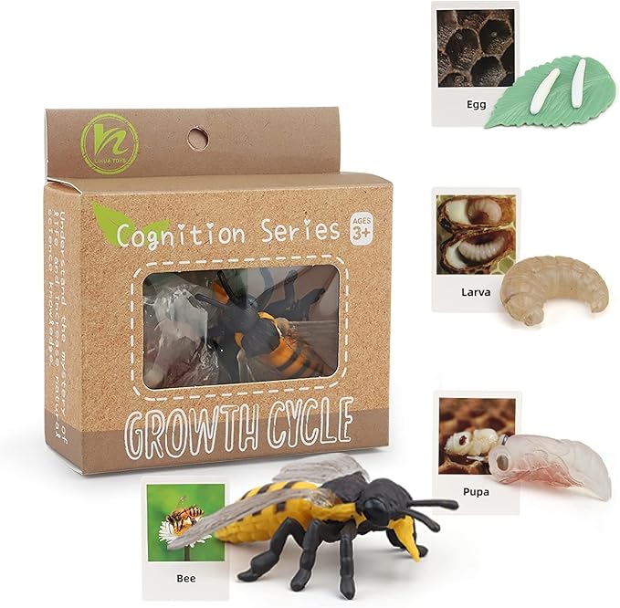 Montessori Bee Life Cycle with Flash Cards, Realistic Animal Figurines Toy, Animal Educational Matching Game for 3+ Year Old Toddlers Kids (Bee)