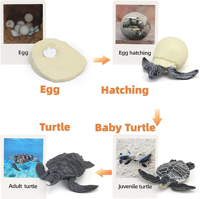 Montessori Life Cycle Animal Figures with Flash Cards, Realistic Animal Figurines Toy, Educational Matching Game for 3+ Year Old Toddlers Kids (Turtle)