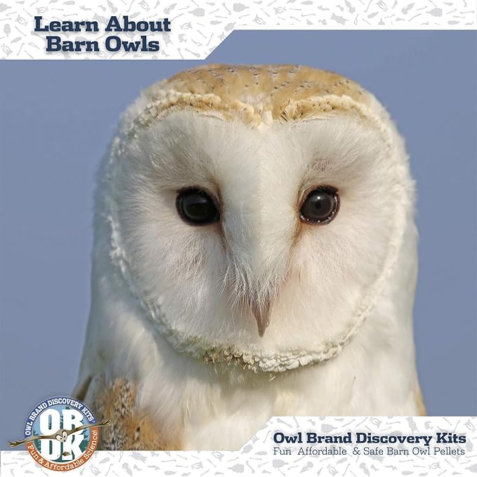 OBDK Barn Owl Pellets for Dissection - 1 Pack Jumbo Sized (2.0"-Larger) with Tools and Charts from Owl Brand Discovery Kits