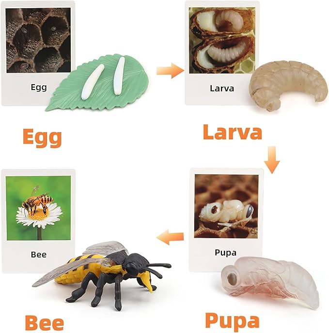 Montessori Bee Life Cycle with Flash Cards, Realistic Animal Figurines Toy, Animal Educational Matching Game for 3+ Year Old Toddlers Kids (Bee)