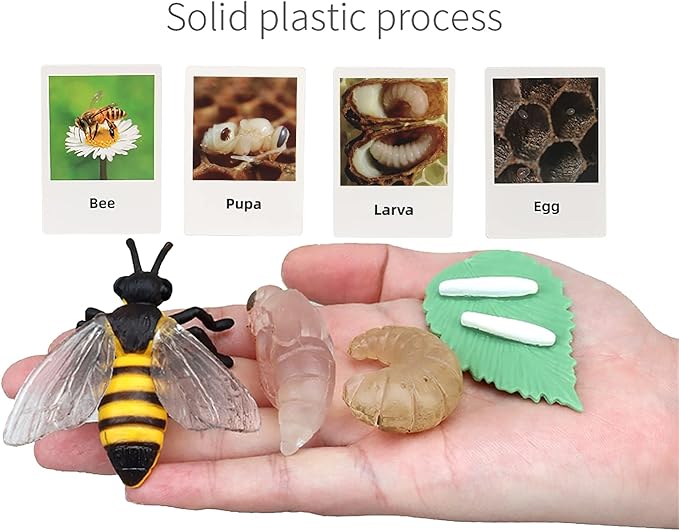 Montessori Bee Life Cycle with Flash Cards, Realistic Animal Figurines Toy, Animal Educational Matching Game for 3+ Year Old Toddlers Kids (Bee)
