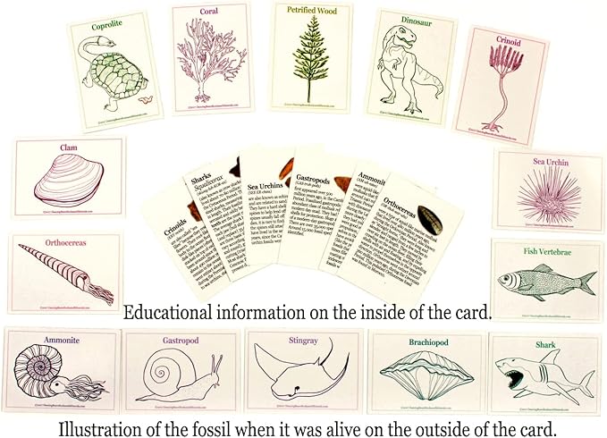 DANCING BEAR Fossil Collection Sorting Activity Kit with Over 100 Pcs (More Than 20 Different Fossil Varieties!), Educational ID Sheet, Color ID Cards, Bags, Magnifying Glass, and Shark Teeth