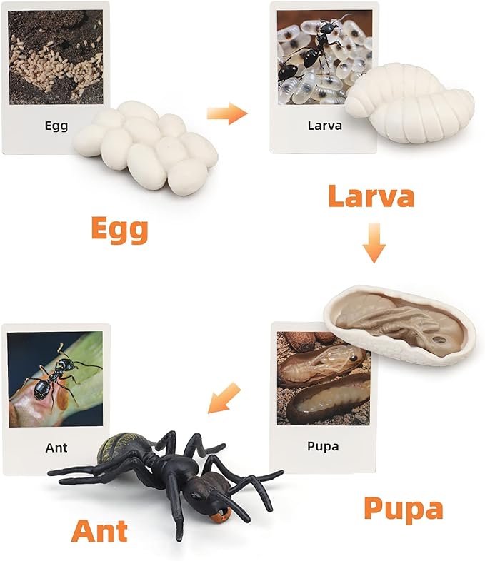 Montessori Life Cycle Animal Figures with Flash Cards, Realistic Animal Figurines Toy, Educational Matching Game for 3+ Year Old Toddlers Kids (Ant)