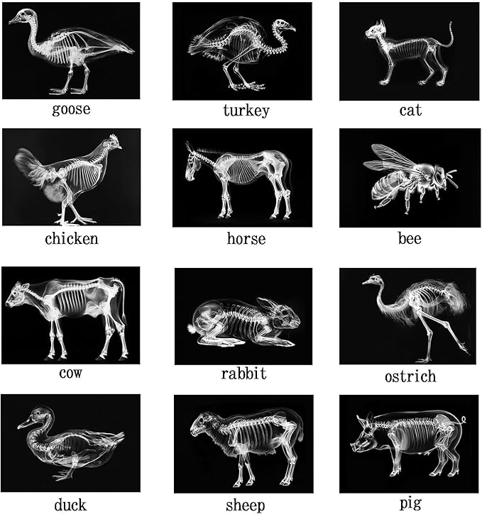 Animal X-Ray Set, Educational Science Kit, Light Table Accessory for Children (Farm Animals)