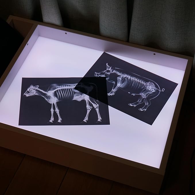 Animal X-Ray Set, Educational Science Kit, Light Table Accessory for Children (Farm Animals)