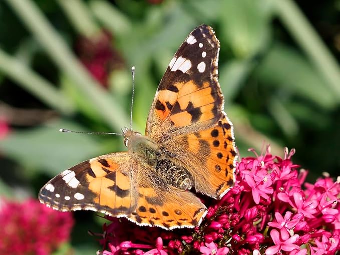 Insect Lore Live Butterfly Garden Growing Kit - 10 Live Baby Painted Lady Caterpillars - Dome Observation Habitat - Grow, Raise and Release Painted Lady Butterflies from The USA