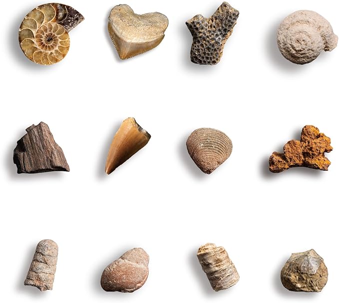 Byncceh Mega Fossil Dig Kit - Dig Up 12 Real Fossils Including Sharks, Dinosaurs & Ammonites - Archaeology Paleontology Science STEM Gift for Kids Ages 6-12
