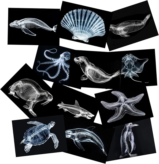 Animal X-Ray Set, Educational Science Kit, Light Table Accessory for Children (Sea Animals)