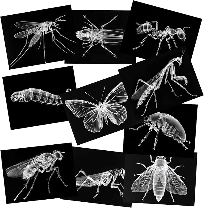 Animal X-Ray Set, Educational Science Kit, Light Table Accessory for Children (Insects)