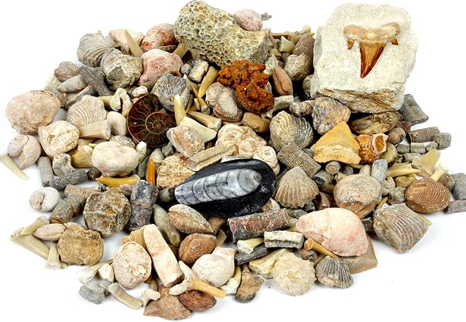 DANCING BEAR Fossil Collection Sorting Activity Kit with Over 100 Pcs (More Than 20 Different Fossil Varieties!), Educational ID Sheet, Color ID Cards, Bags, Magnifying Glass, and Shark Teeth
