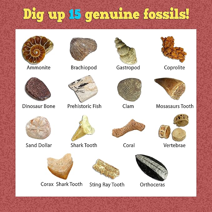 DANCING BEAR Fossil Dig Kit, Excavate 15 Prehistoric Fossils Including Real Dinosaur Bones and Shark Teeth, Paleontology STEM Education for Kids, Fun Science Activity Gift Sets for Girls and Boys
