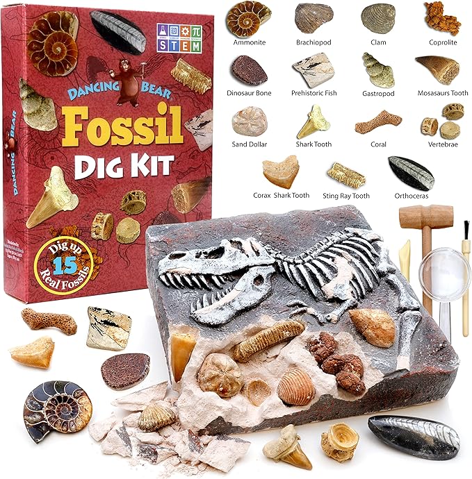 DANCING BEAR Fossil Dig Kit, Excavate 15 Prehistoric Fossils Including Real Dinosaur Bones and Shark Teeth, Paleontology STEM Education for Kids, Fun Science Activity Gift Sets for Girls and Boys