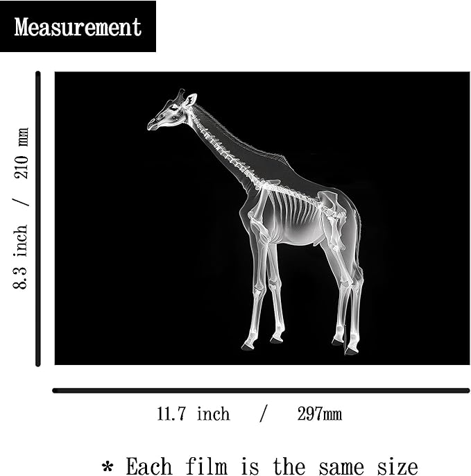 Animal X-Ray Set, Educational Science Kit, Light Table Accessory for Children (Wild Animals)