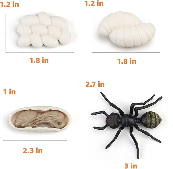 Montessori Life Cycle Animal Figures with Flash Cards, Realistic Animal Figurines Toy, Educational Matching Game for 3+ Year Old Toddlers Kids (Ant)