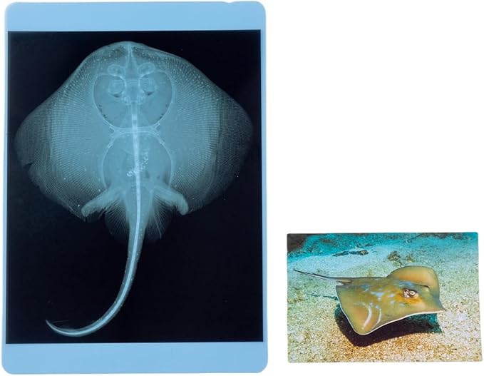 20 Pcs Animal Xrays and Picture Cards - Guess Who I Am ? - Educational Science Kit for Kids, Explore The Fascinating World of Animal Skeletons