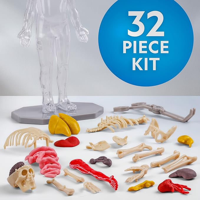 National Geographic Human Body Model for Kids That Glows in The Dark - 32-Piece Interactive Anatomy Model with Bones, Organs, Muscles, Science Kit, Anatomy & Physiology, Halloween Activity for Kids
