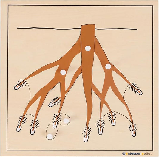 MONTESSORI OUTLET Nature Materials Root Puzzle Early Preschool Learning Toys for 3-12 Year Old Kids and Toddler