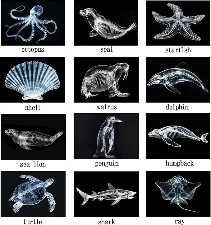 Animal X-Ray Set, Educational Science Kit, Light Table Accessory for Children (Sea Animals)