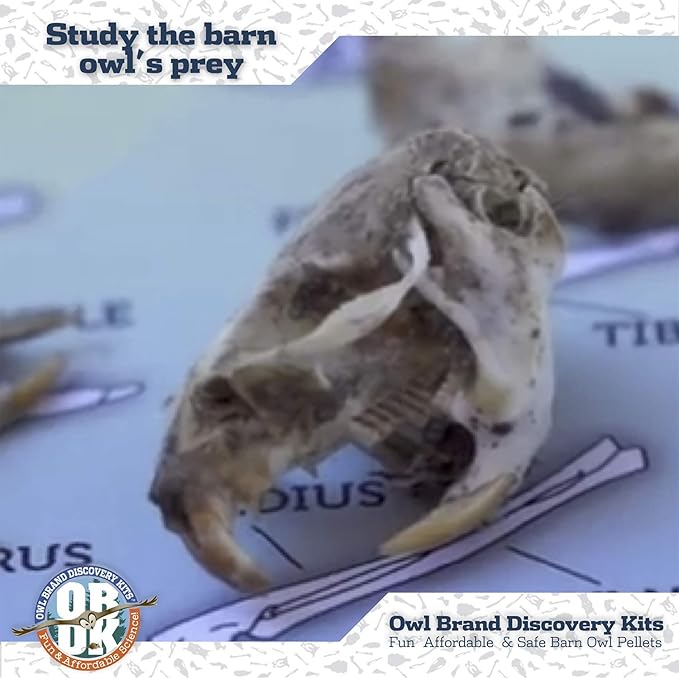 OBDK Barn Owl Pellets for Dissection - 1 Pack Medium Sized (1.5"-2.0") with Tools, Guide and Charts from Owl Brand Discovery Kits