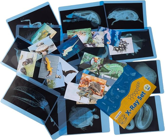 20 Pcs Animal Xrays and Picture Cards - Guess Who I Am ? - Educational Science Kit for Kids, Explore The Fascinating World of Animal Skeletons