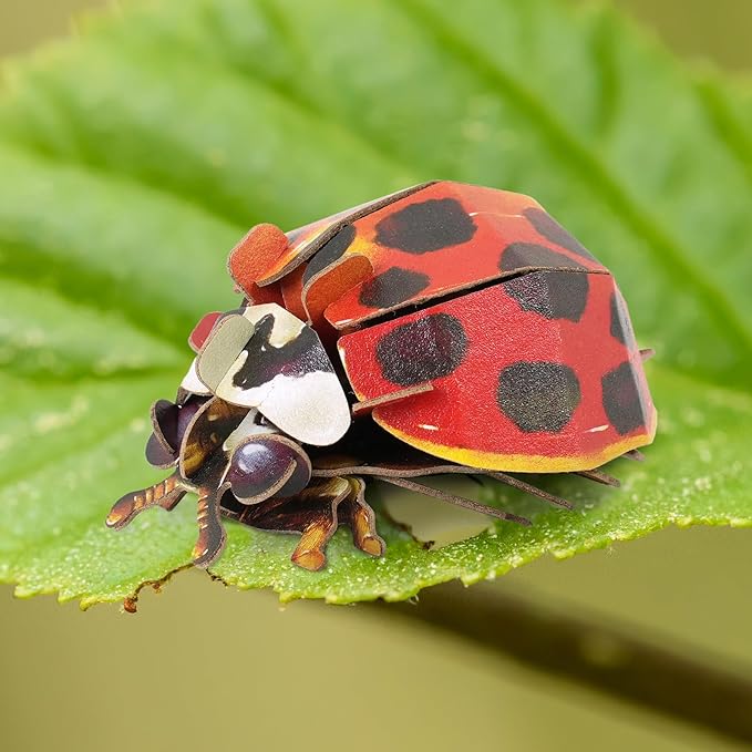 Early Educational Toys and Games, Eco-Friendly STEM Activities and 3D Paper Puzzles for Autistic Kids-Ladybug (Ages 7 and up)……