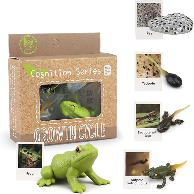 Montessori Frog Life Cycle with Flash Cards, Plastic Insects Tadpole to Frog Kit Toy, Realistic Animal Figurines