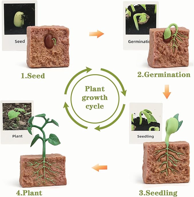 Mbrain Life Cycle Learning & Education Toys,Montessori Toys Figurines for Frog, Butterfly, Ladybug,Plants Kit,Gift for Girl & Boy for 3 4 5 Year Old