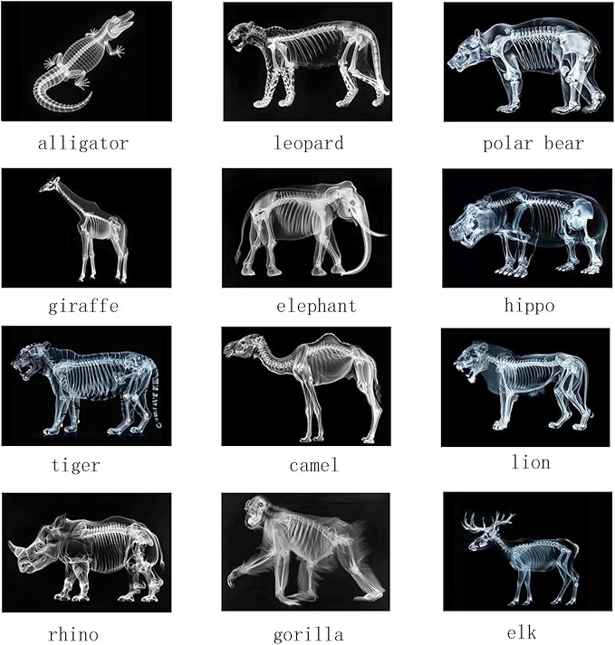Animal X-Ray Set, Educational Science Kit, Light Table Accessory for Children (Wild Animals)