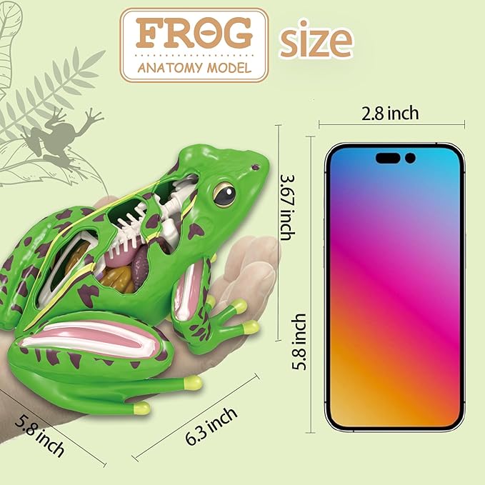 4D Vision Frog Anatomy Model, 23 Part Puzzle of Frog and 11 Knowledge Flash Cards, Detachable Frog Organs and Body Parts Model, Educational Medical Clinic Teaching Equipment, STEM Toy Gift for Kids