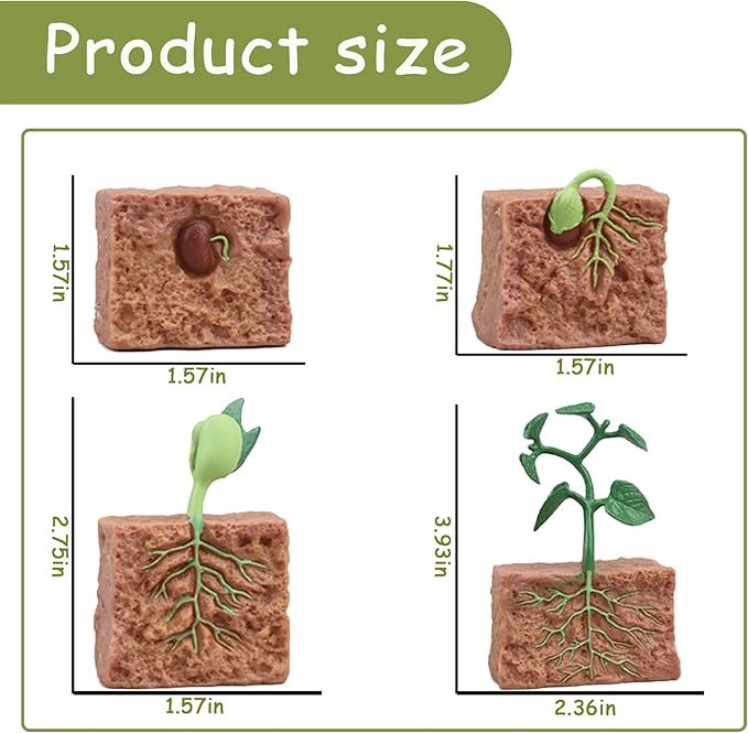 Mbrain 4 pcs Plant Growth Cycle with Flash Cards,Life Cycle Learning & Education Toys,Montessori Toys,Gift for Girl & Boy for 3 4 5 6 7 Year Old (Plant)