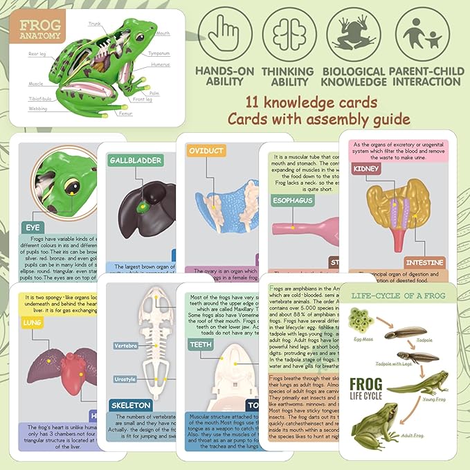 4D Vision Frog Anatomy Model, 23 Part Puzzle of Frog and 11 Knowledge Flash Cards, Detachable Frog Organs and Body Parts Model, Educational Medical Clinic Teaching Equipment, STEM Toy Gift for Kids