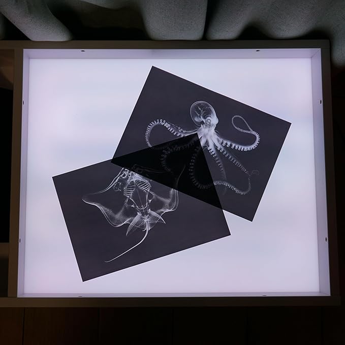 Animal X-Ray Set, Educational Science Kit, Light Table Accessory for Children (Insects)