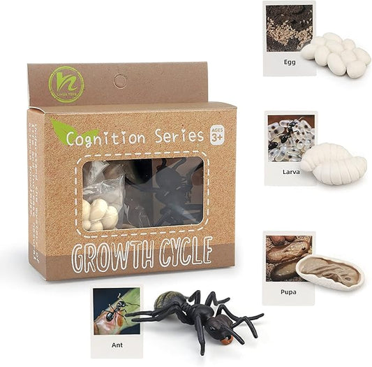 Montessori Life Cycle Animal Figures with Flash Cards, Realistic Animal Figurines Toy, Educational Matching Game for 3+ Year Old Toddlers Kids (Ant)