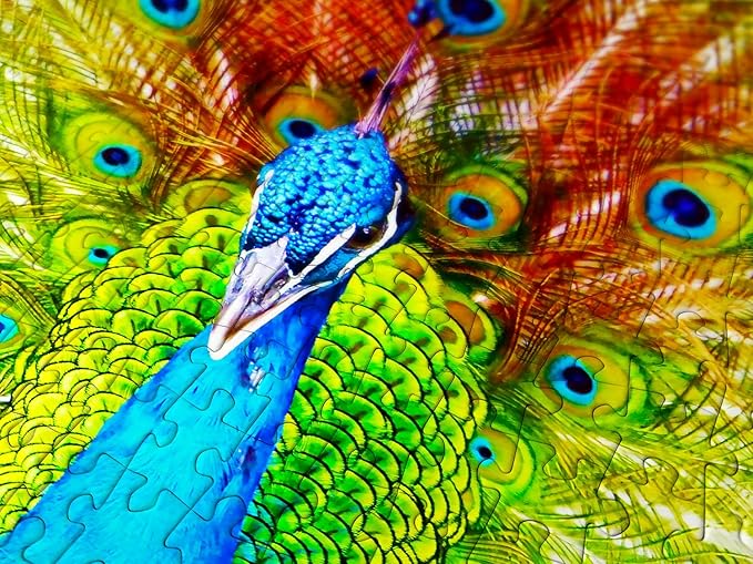 1000 Pieces Jigsaw Puzzle for Adults – Matte Finish, Soft Touch, Easy to Assemble, Tight Fit, Vivid Colors, Missing Pieces Service – Rainbow Gradient of Multicolor Peacock – by ENJOY Puzzle