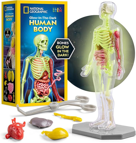 National Geographic Human Body Model for Kids That Glows in The Dark - 32-Piece Interactive Anatomy Model with Bones, Organs, Muscles, Science Kit, Anatomy & Physiology, Halloween Activity for Kids