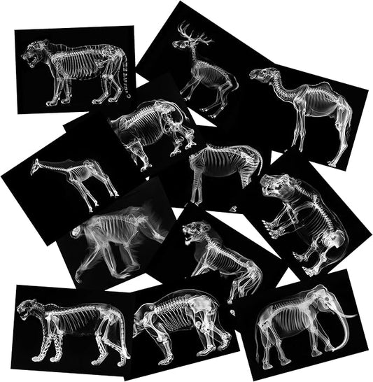 Animal X-Ray Set, Educational Science Kit, Light Table Accessory for Children (Wild Animals)
