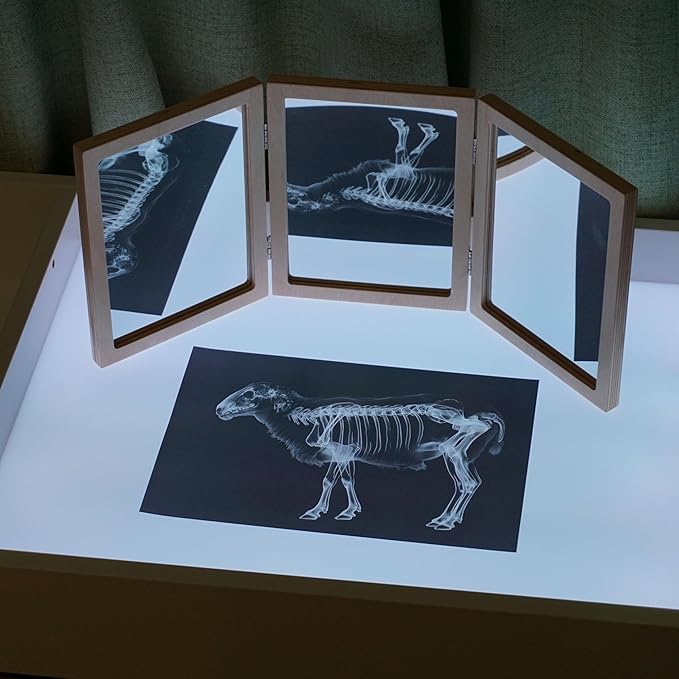 Animal X-Ray Set, Educational Science Kit, Light Table Accessory for Children (Farm Animals)