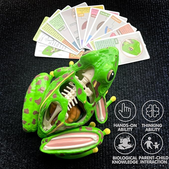 4D Vision Frog Anatomy Model, 23 Part Puzzle of Frog and 11 Knowledge Flash Cards, Detachable Frog Organs and Body Parts Model, Educational Medical Clinic Teaching Equipment, STEM Toy Gift for Kids